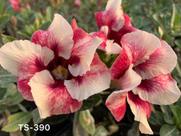 Rosa do deserto TS390