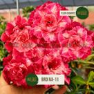Rosa do deserto vermelha BRD RA11