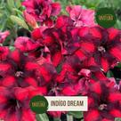 Rosa do Deserto Vermelha Dobrada Índigo Dream Floresce em abundância