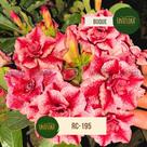 Rosa do deserto vermelha e branca buque dobrado rc195 Rosa do deserto vermelha e branca buque dobrado rc195