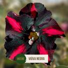 Rosa do deserto Viúva Negra Rosa do deserto Viúva Negra
