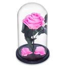 Rosa Encantada a Bela e a Fera na Cúpula de Vidro Cod 01