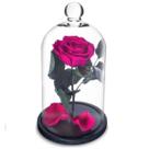 Rosa Encantada a Bela e a Fera na Cúpula de Vidro