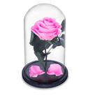 Rosa Encantada Eterna Preservada na Cúpula de Vidro
