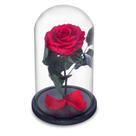 Rosa Encantada Eterna Preservada na Cúpula de Vidro
