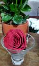 Rosa encantada no recipiente de vidro Rosa encantada no recipiente de vidro