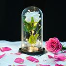 Rosas Eternas QUELIEN Rosas Blancas en Cúpula de Vidrio - Regalo