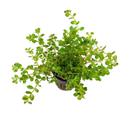 Rotala Rotundifolia - Chácara Takeyoshi Plantas Para Aquário