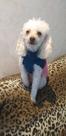 Roupa cachorro raças pequenas em Tricô