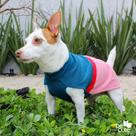 Roupa cachorro raças pequenas em Tricô