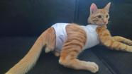 Roupa Macacão Pós Cirúrgica Para Gatos Tamanho Grande