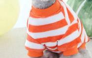 Roupa pet pequeno porte listra laranja