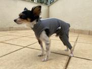 Roupa pós cirúrgica com pernas traseiras - macacão pet M