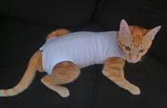 Roupa Pós Cirúrgica Para Gatos 01