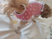 Roupa Sanitaria PET Incontinencia Urinaria e Fecal colher saco plastico exame cachorro gato