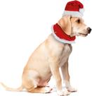 Roupinha Natalina Cachorro Porte Médio Gorro e Gola Vermelho