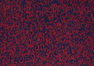 Rubberkap Para Academia Azul/Vermelho 60Cm X 100Cm - Kapazi Rubberkap Para Academia Azul/Vermelho 60Cm X 100Cm - Kapazi