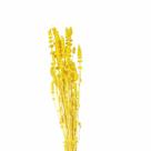 Rubi Amarelo Desidratado