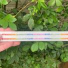 Safira Brilhante Rainbow Riviera ø3,5mm (3) Safira Brilhante Rainbow Riviera ø3,5mm (3)