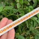 Safira Laranja Oval Riviera 6x4mm Safira Laranja Oval Riviera 6x4mm