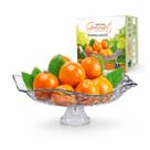 Saladeira Fruteira de Vidro 32cm Com Pé Elegante para Mesa e Decoração