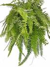 Samambaia Americana (nephrolepis Exaltata) Planta Natural