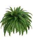 Samambaia artificial de Boston Miuyeah Miao 122 cm 88 galhos