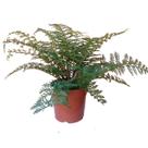 Samambaia Asplenium Parvati Feto Ninho De Passaro Adulta V15
