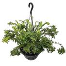 Samambaia Bailarina Ou Saia Baiana Na Cuia Planta Natural