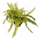 Samambaia Ouro - Nephrolepis Exaltata Gold - Planta Natural