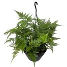 Samambaia Renda Francesa Cuia 21 Pendente Planta Rara Jardim