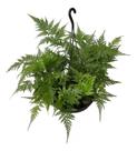 Samambaia Renda Francesa Planta Rara Jardim Cuia 21 Pendente