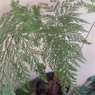 Samambaia renda portuguesa (davallia fejeensis)