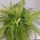 Samambaia tigre ('tiger fern')