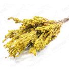 Samambaia Verde Amarelo Natural Flor Buque Flores Secas