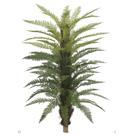 Samambaia verde real toque 1,7m
