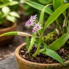 Scaphyglottis violacea - Orquídea Exótica com Flores Roxas