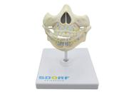 Sd-5059/i - dentição de leite