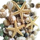 Sea Shells LGEGE YEJI 80 unidades coloridas e naturais para decoração Sea Shells LGEGE YEJI 80 unidades coloridas e naturais para decoração