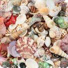 Sea Shells WEOXPR 200 unidades de praia oceânica mista para artesanato e crianças