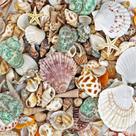 Sea Shells WFPLUS, mais de 200 unidades, Mixed Ocean Beach, vários tamanhos Sea Shells WFPLUS, mais de 200 unidades, Mixed Ocean Beach, vários tamanhos