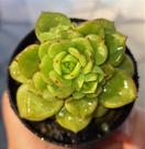 Sedeveria Holly - Muda de Suculenta em Vaso 06