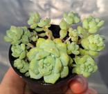 Sedum Perezdelarosae - Muda de Suculenta em Vaso 06