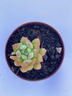 Sedum Wayra 6cm suculenta