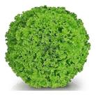Semente De Alface Crespa Vanda 100g Semente De Alface Crespa Vanda 100g