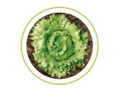Semente de Alface Lucy Brown Seminis, Variedade Profissional com Alta Germinação, Crescimento Rápido 5.000 Sementes