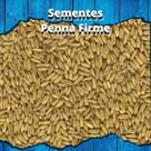 Semente de Aveia - 1kg