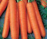 Semente de cenoura nantes 100 gr - topseed