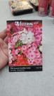 Semente de flores (phlox drumondi grandflora)