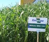 Semente de Milheto, BRS1505, Capim para silagem, adubo verde.